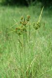 Cyperus eragrostis. Цветущее растение. Республика Абхазия, окр. г. Сухум, р. Гумиста. 26.08.2009.