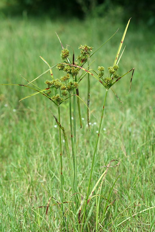 Изображение особи Cyperus eragrostis.