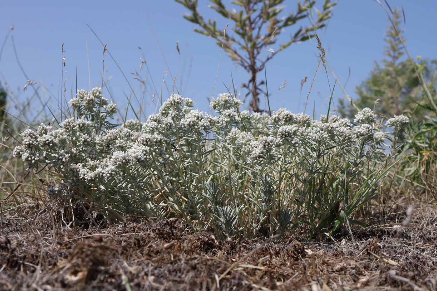 Image of Teucrium capitatum specimen.