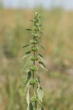 Chaiturus marrubiastrum