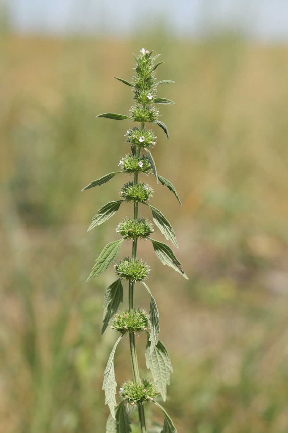 Image of Chaiturus marrubiastrum specimen.