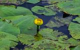 Nuphar lutea