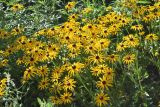Rudbeckia hirta