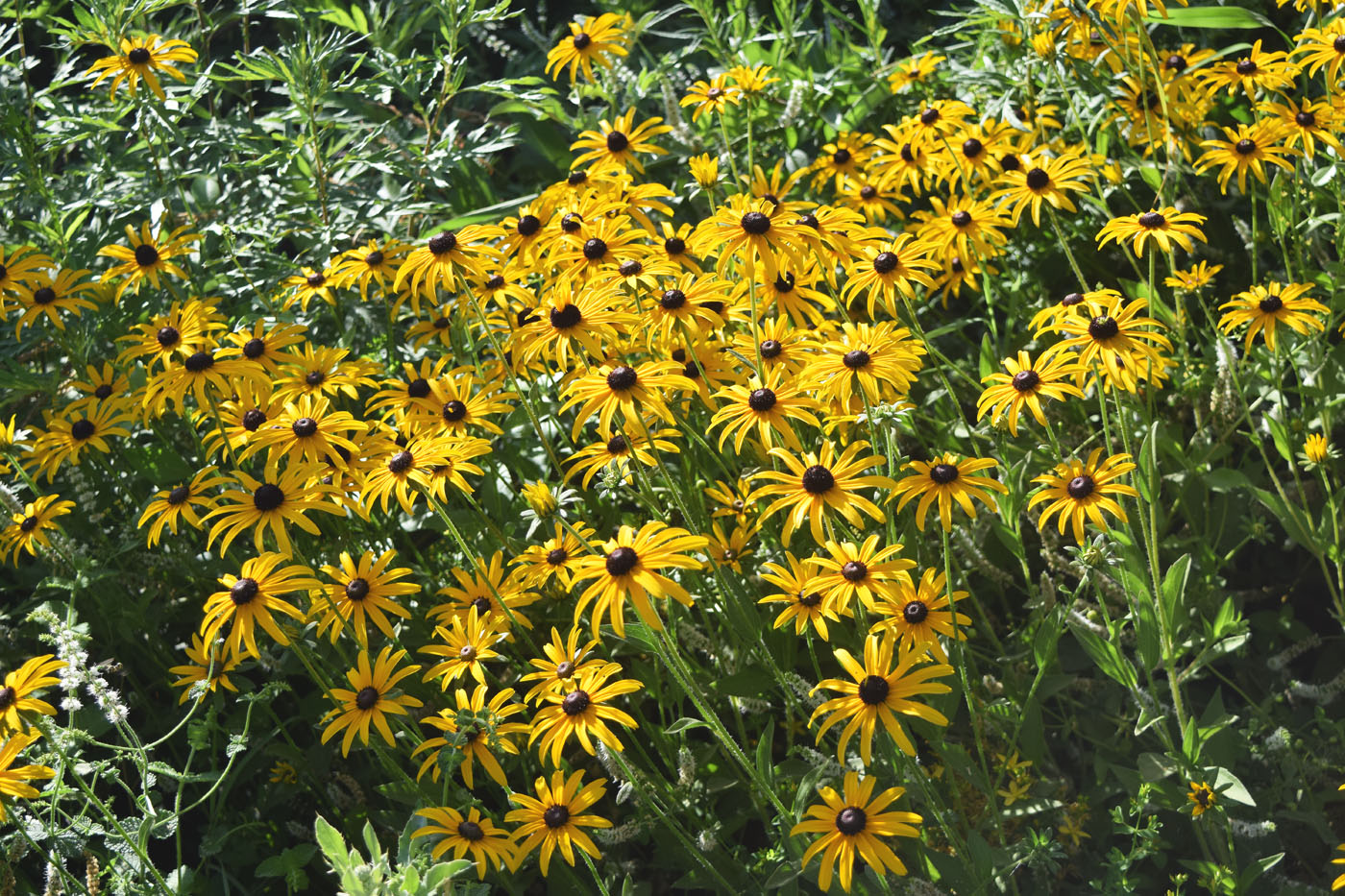 Изображение особи Rudbeckia hirta.