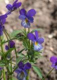 Viola tricolor. Цветки. Мурманск, Октябрьский р-н, на клумбе, в культуре. 24.06.2025.