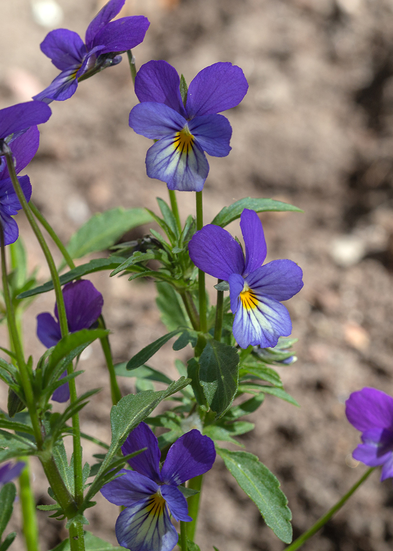 Изображение особи Viola tricolor.