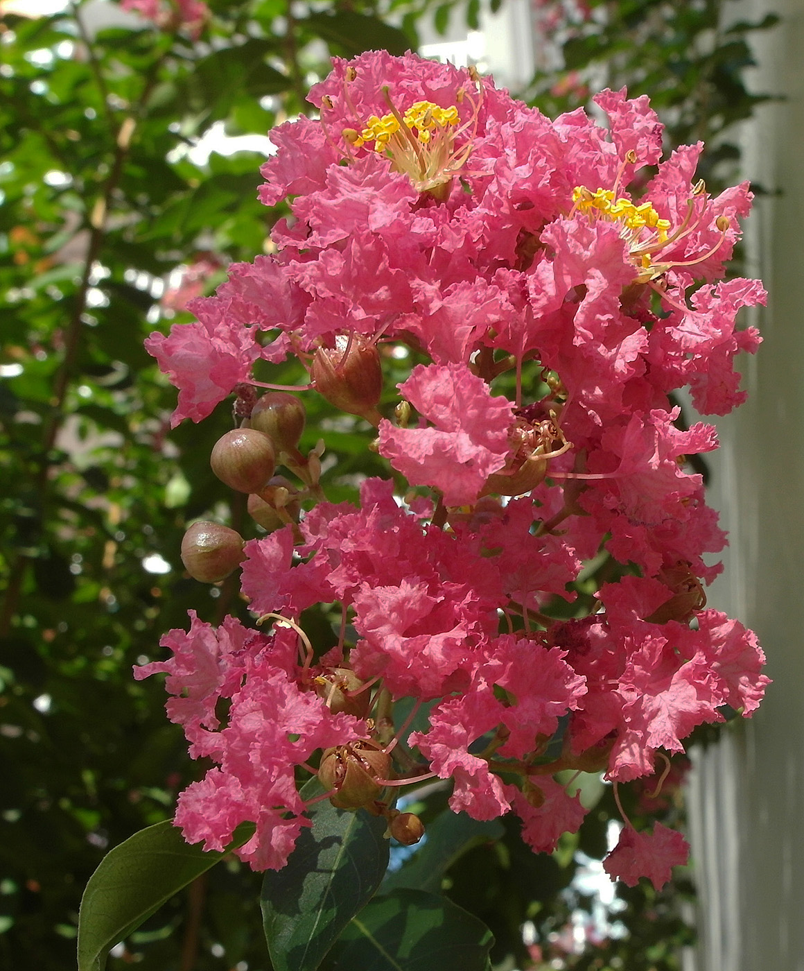 Изображение особи Lagerstroemia indica.