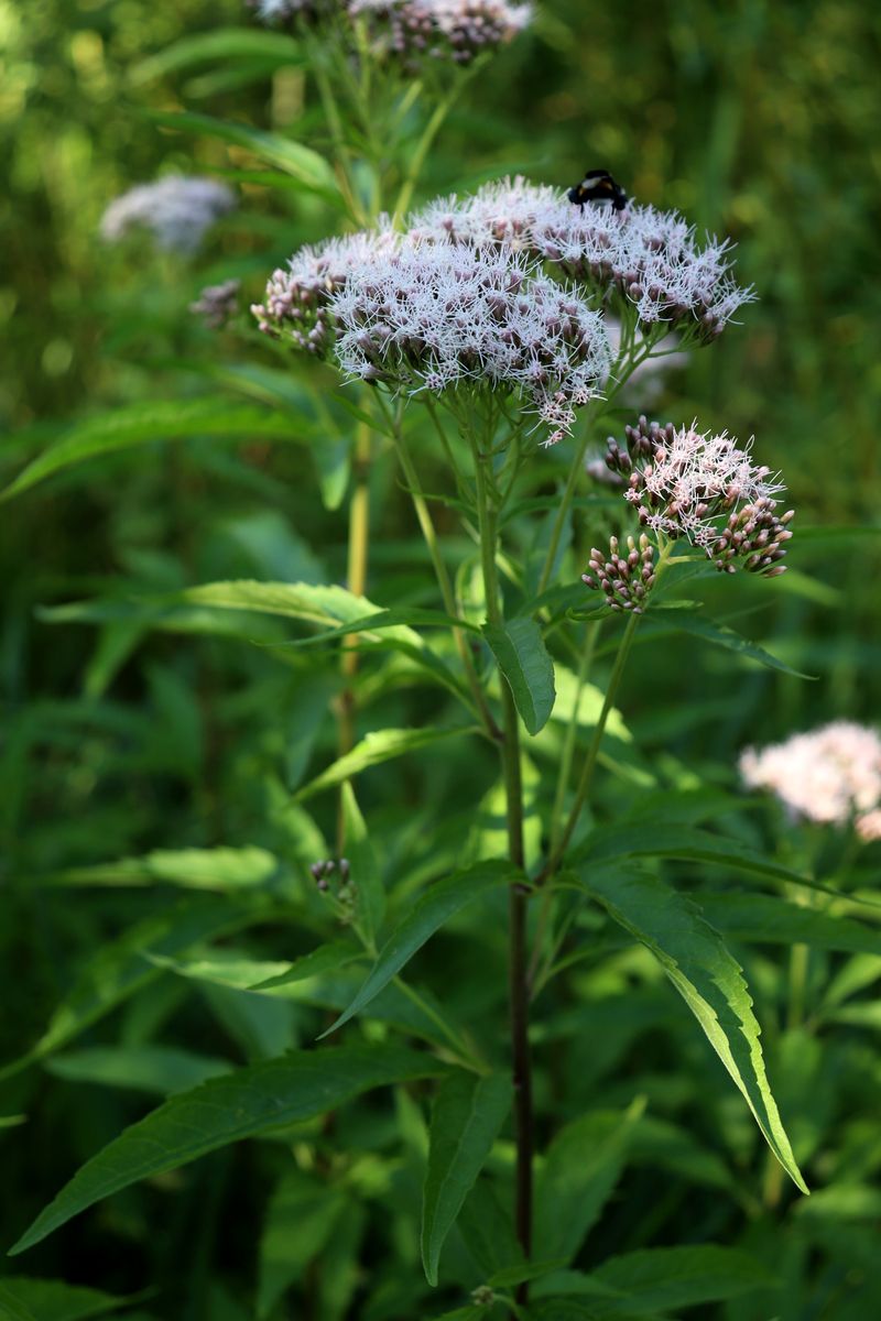 Image of Eupatorium cannabinum specimen.