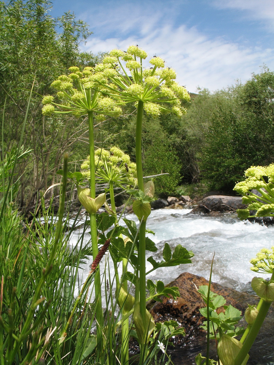 Изображение особи Archangelica brevicaulis.