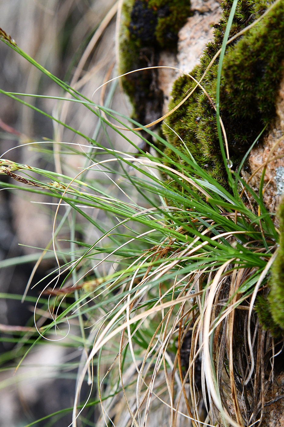 Изображение особи Carex koshewnikowii.