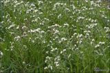 Buglossoides rochelii