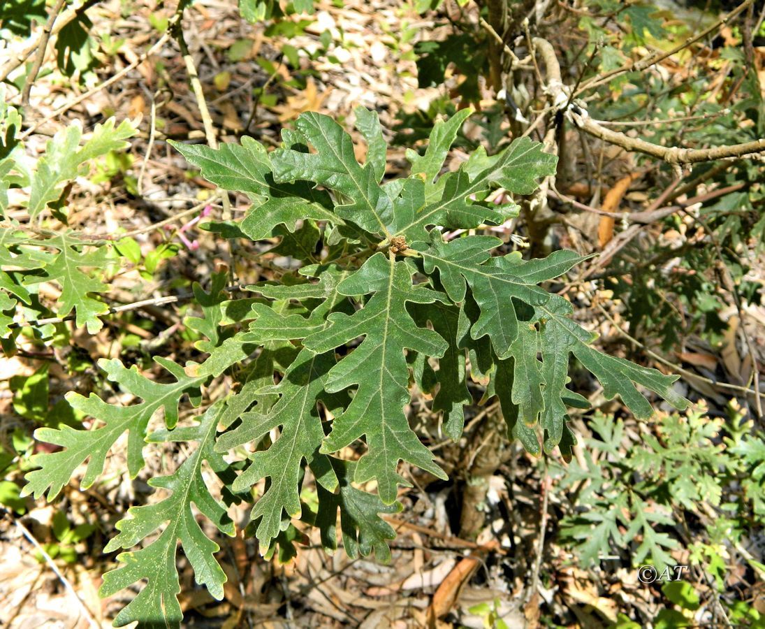 Изображение особи Quercus pyrenaica.