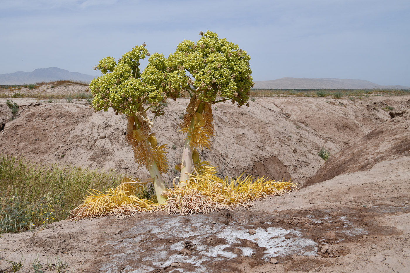 Image of Ferula foetida specimen.