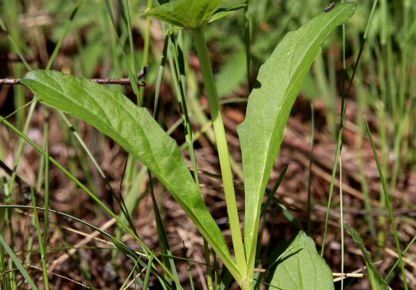 Изображение особи Ajuga genevensis.