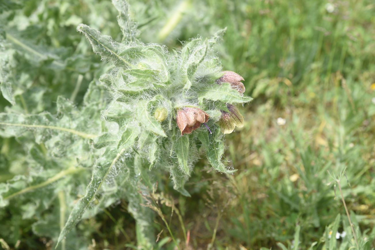 Image of Unknown species specimen.