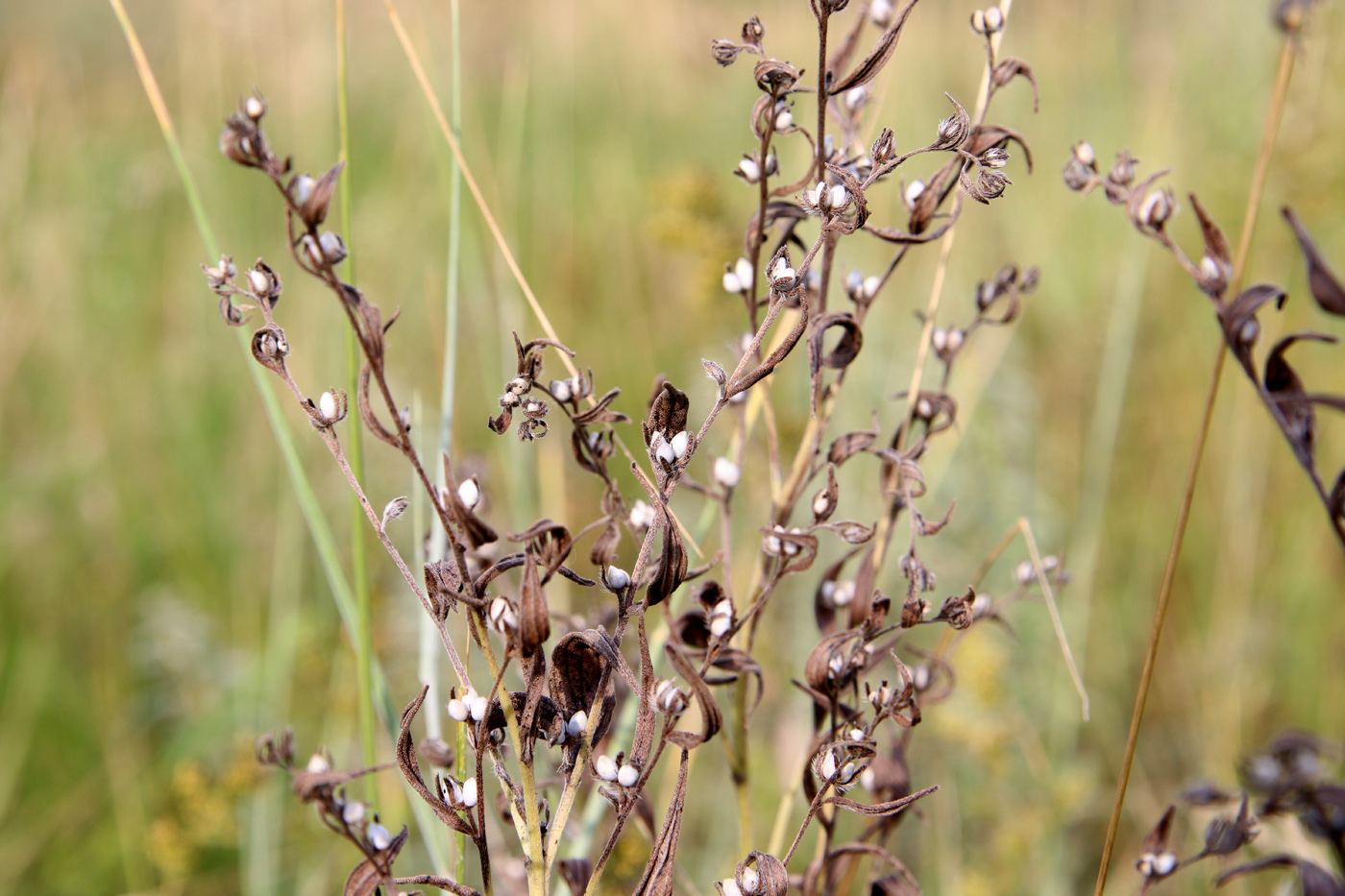 Изображение особи Lithospermum officinale.