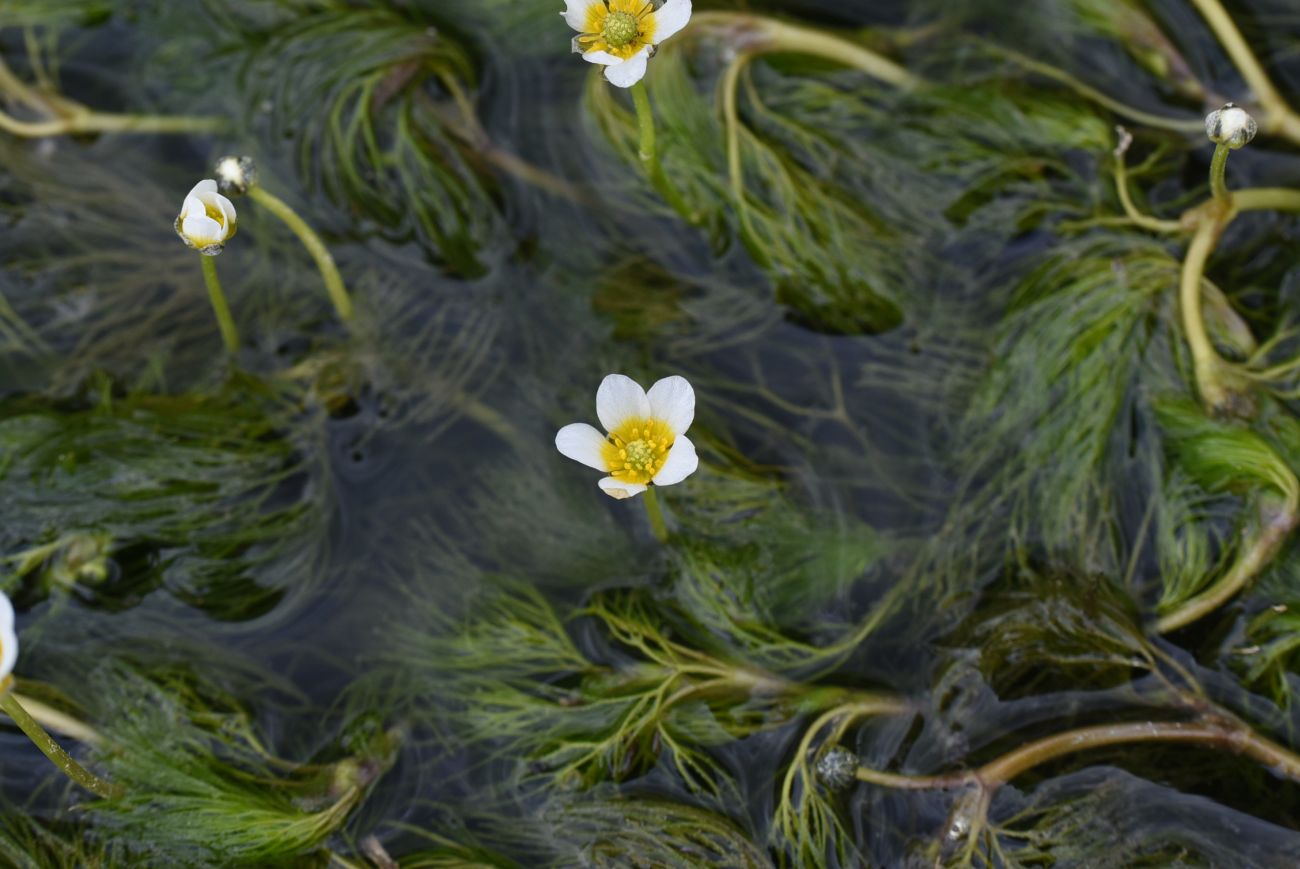Image of Ranunculus trichophyllus specimen.
