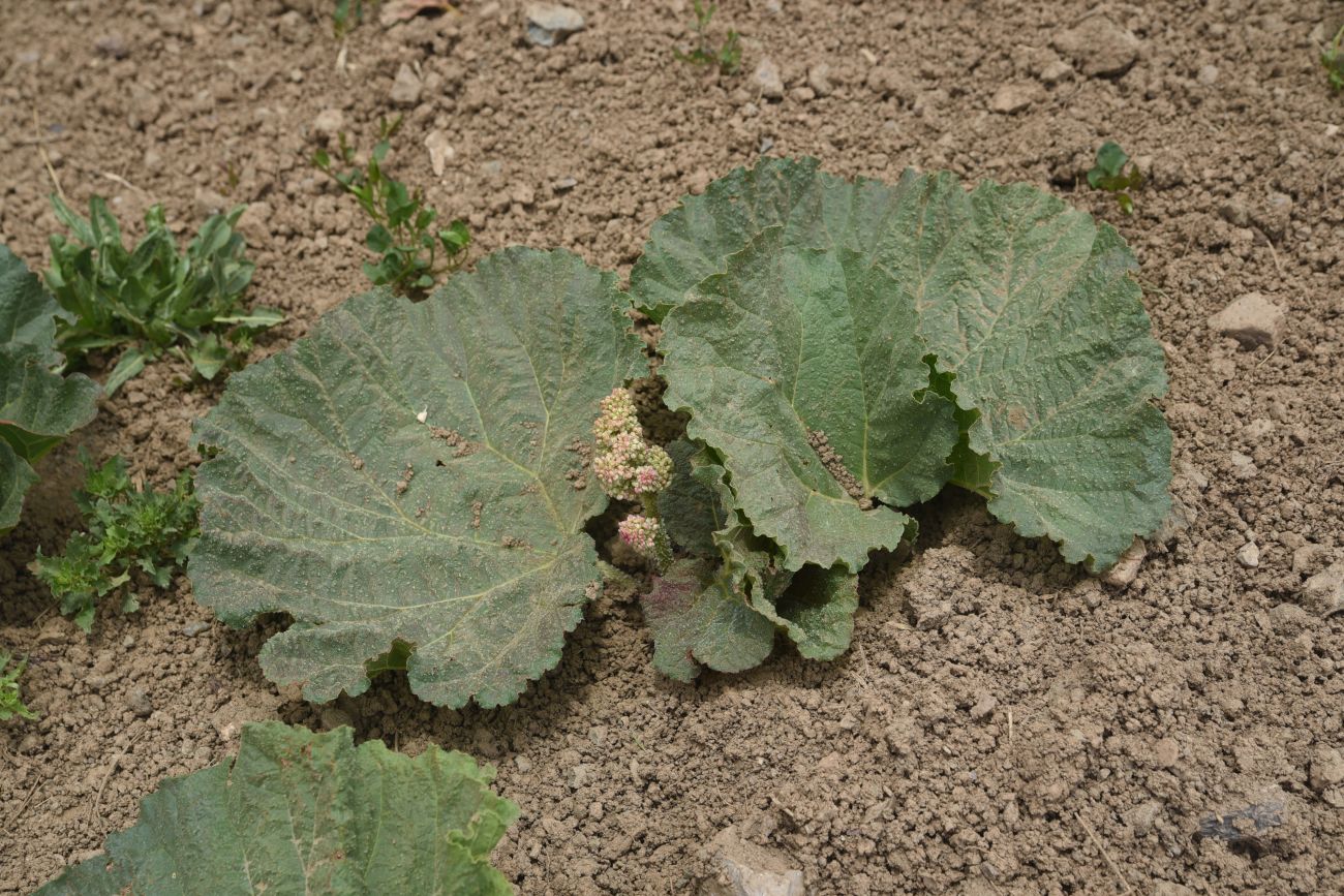 Изображение особи Rheum ribes.