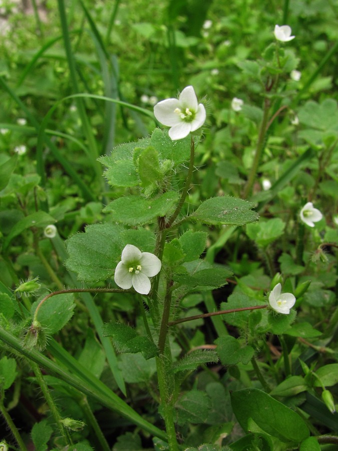 Image of Veronica cymbalaria specimen.