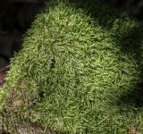 Hypnum cupressiforme. Вегетирующее растение. Абхазия, Гудаутский р-н, окр. с. Лдзаа, широколиственный лес, скальное обножение. 12.06.2025.