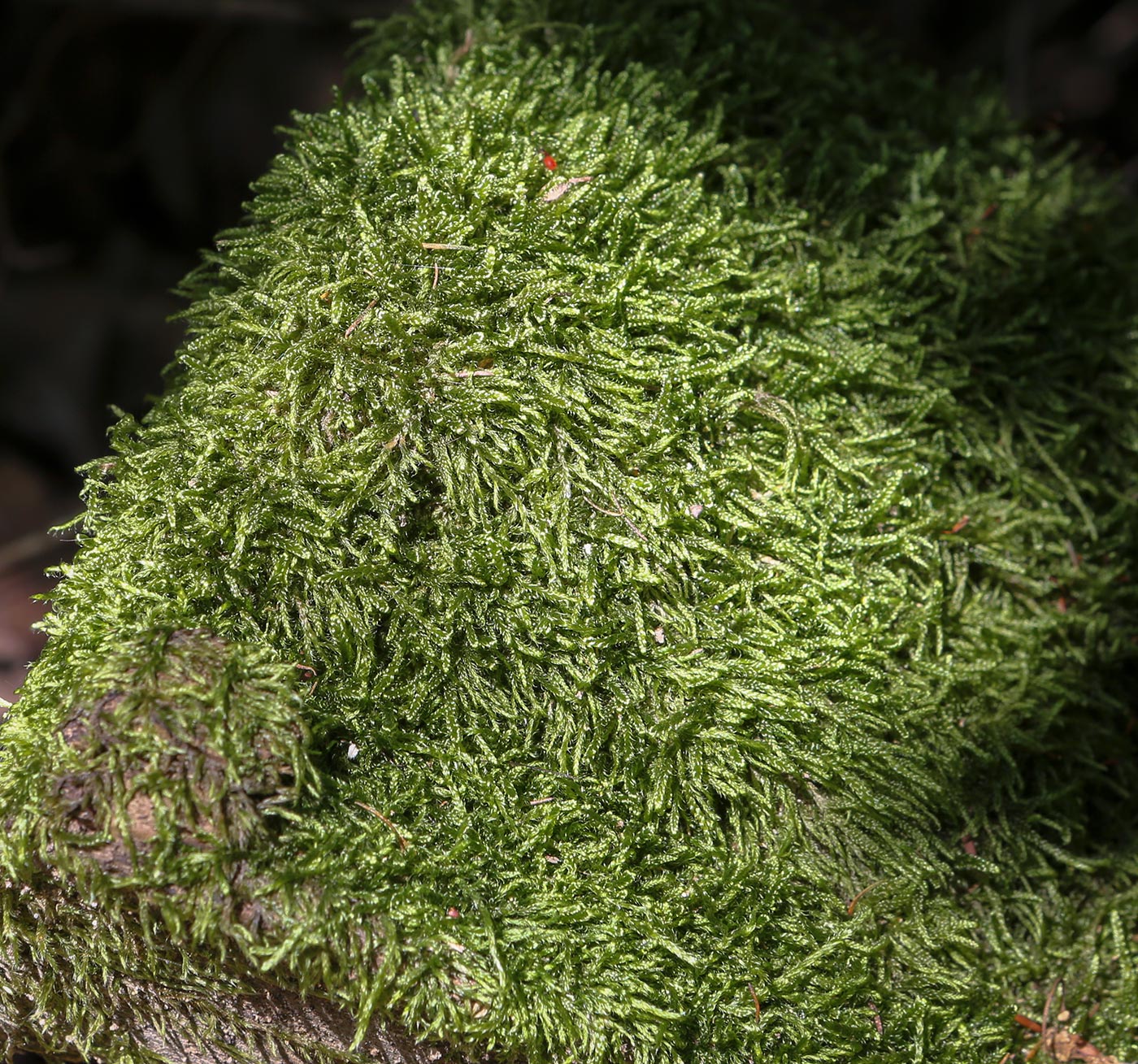 Изображение особи Hypnum cupressiforme.