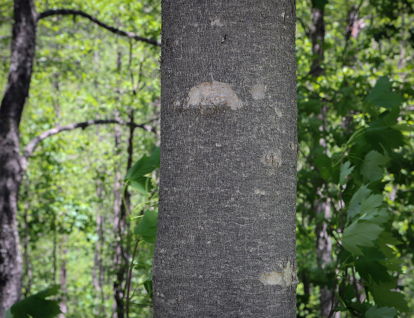 Image of Acer trautvetteri specimen.