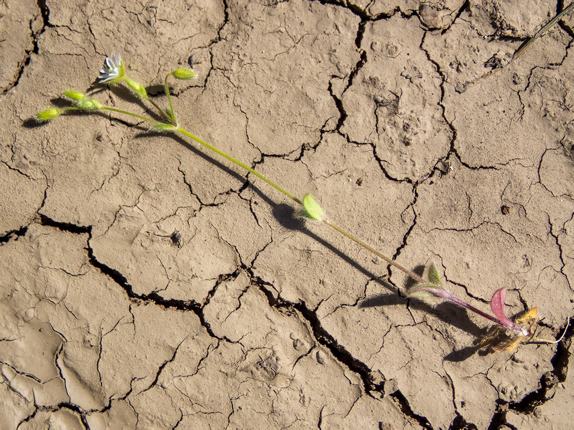 Изображение особи Cerastium brachypetalum ssp. tauricum.