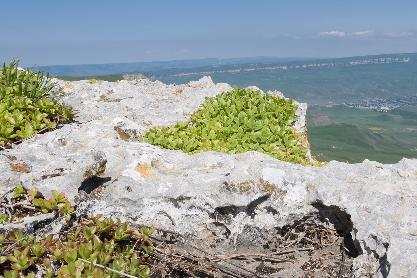 Изображение особи Sedum oppositifolium.