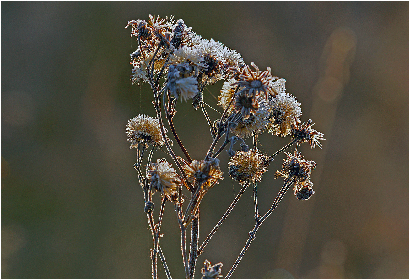 Image of Hieracium umbellatum specimen.