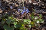 Hepatica nobilis. Цветущее растение (справа - цветущий Mercurialis perennis). Ленинградская обл., Ломоносовский р-н, дол. р. Шингарка, берег р. Фабричная Речка, смешанный лес с преобладанием клёна (Acer platanoides). 08.04.2026.