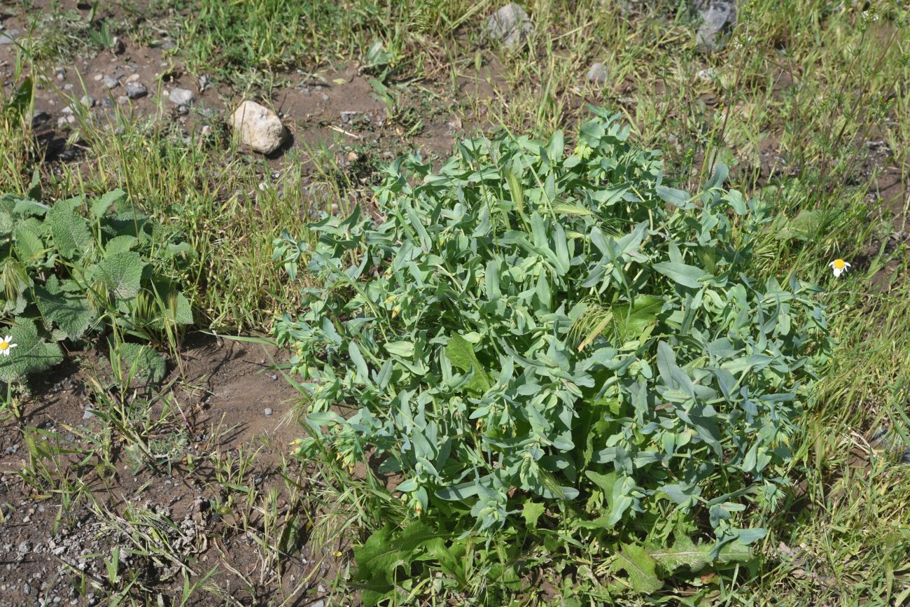 Изображение особи Cerinthe minor.