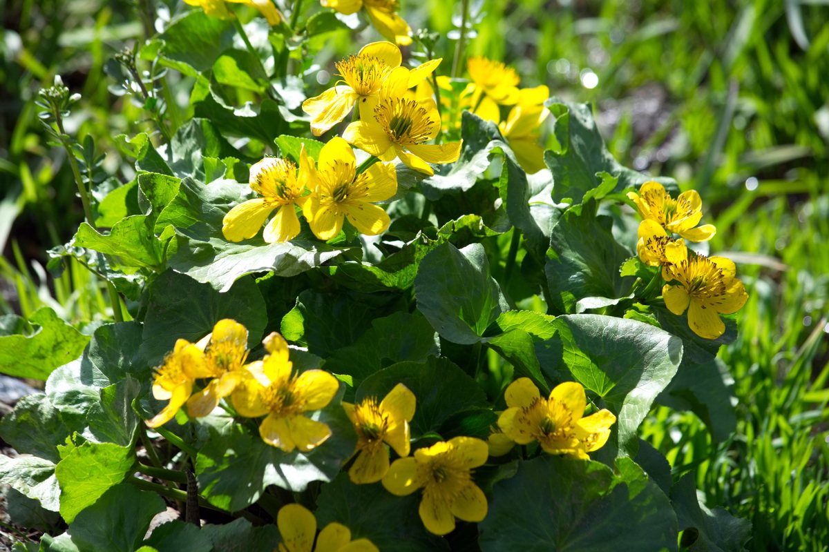 Image of genus Caltha specimen.