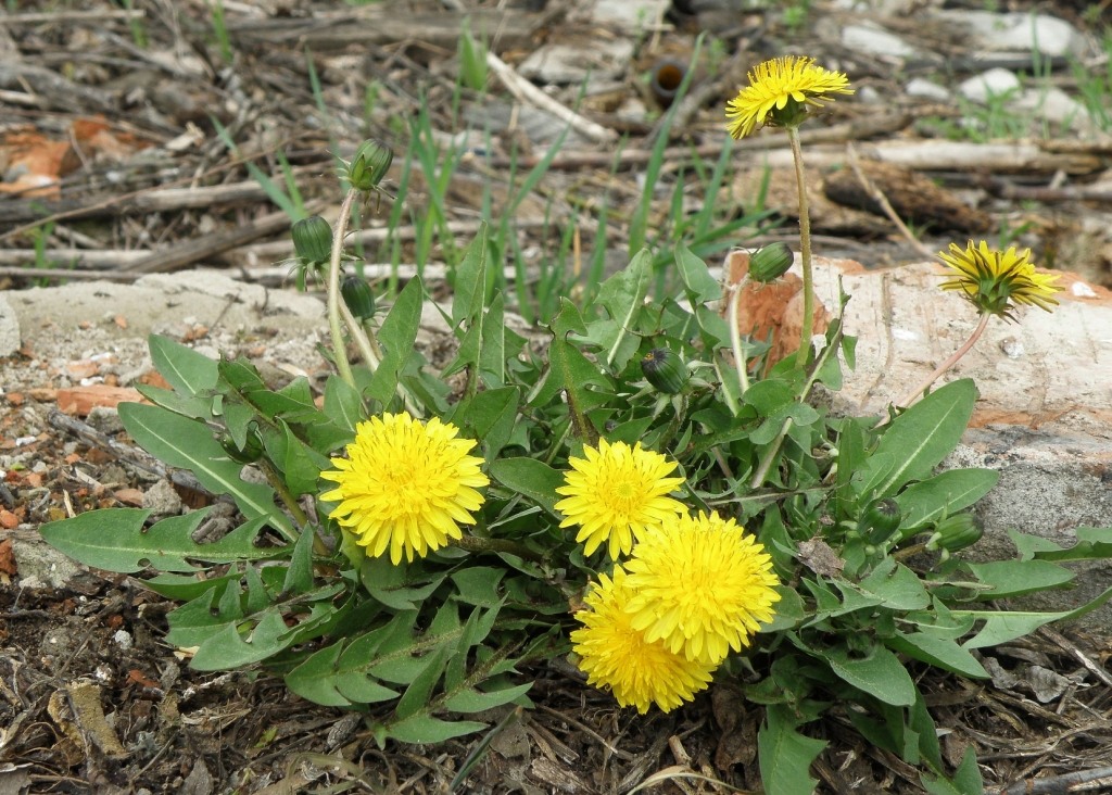 Изображение особи род Taraxacum.