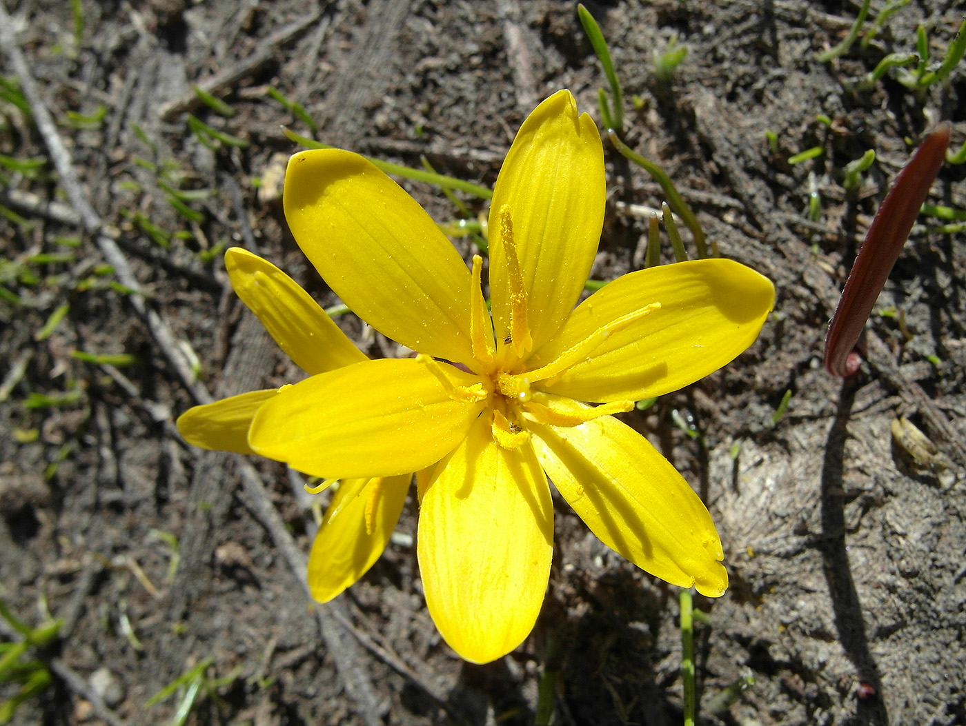 Image of Colchicum luteum specimen.
