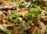 Corydalis ussuriensis. Цветущее и плодоносящее растение. Приморский край, Хасанский р-н, юго-западный берег бухты Рейд Паллада, мыс Острено, северный склон, в широколиственном лесу. 16.05.2026.