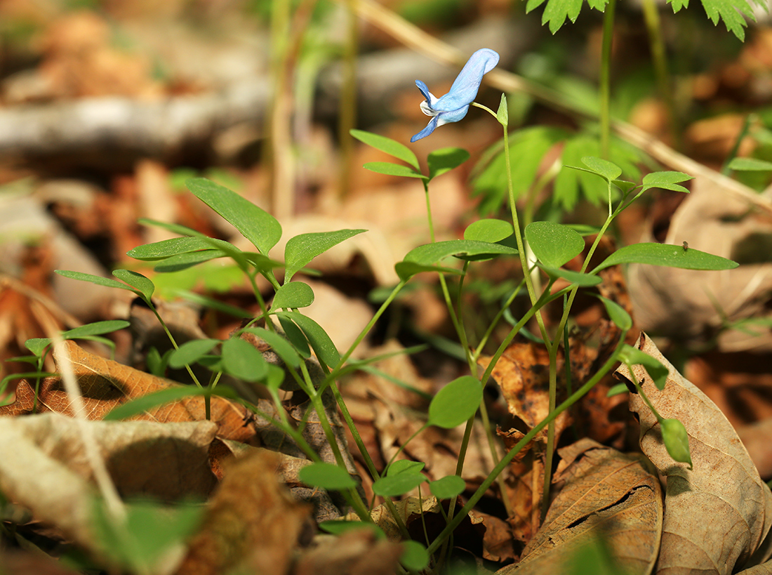 Изображение особи Corydalis ussuriensis.