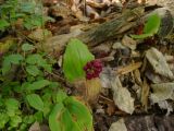 genus Maianthemum. Майник канадский. Maianthemum canadense. В природе. Галифакс, 03 августа 2015 г.