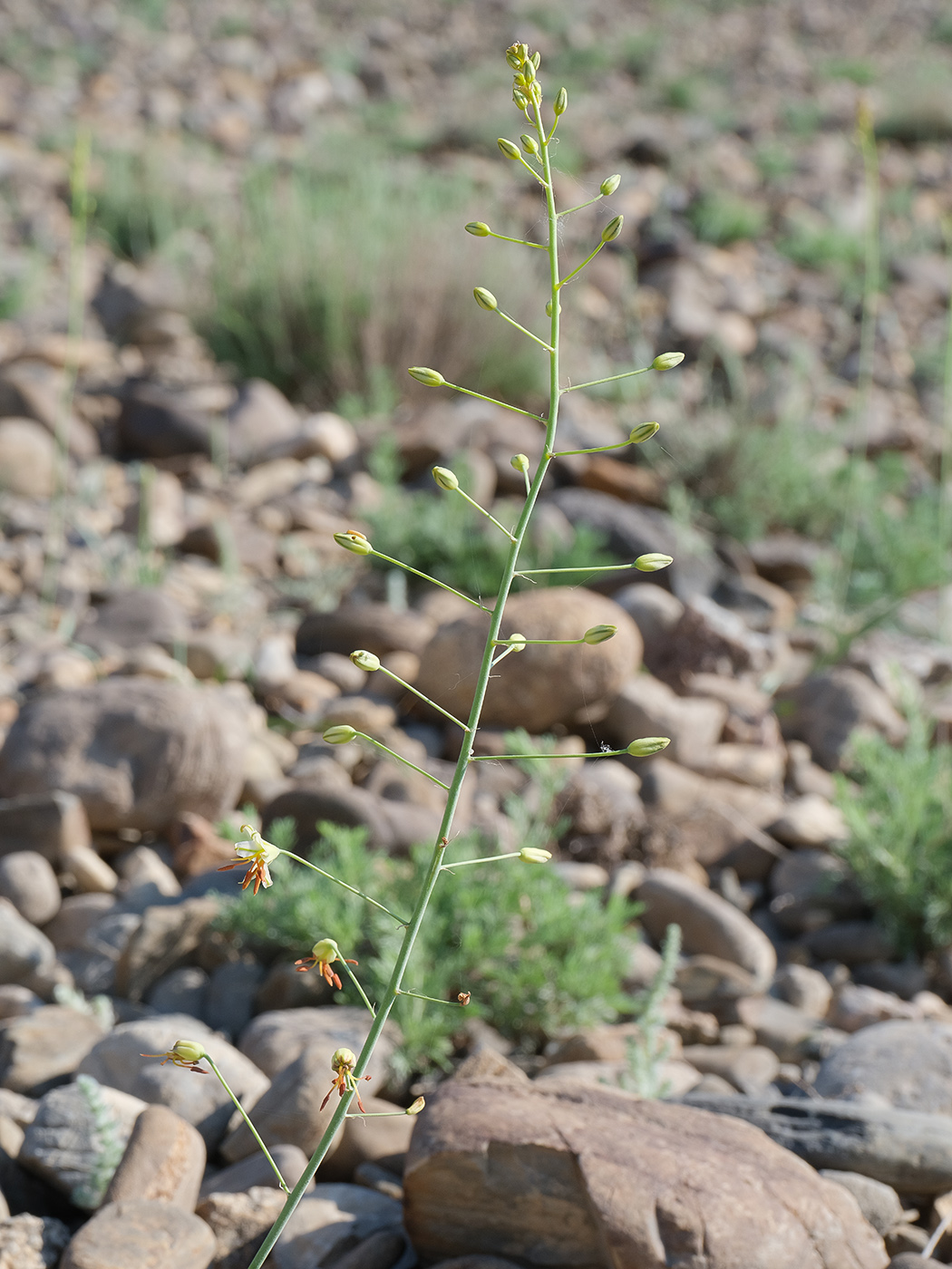 Image of Eremurus soogdianus specimen.
