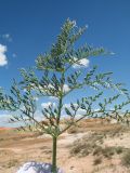 Ferula krylovii. Верхушка прикорневого листа. Восточный Казахстан, Зайсанская котловина, ур. Кеин-Кериш, пестроцветы. 13 мая 2026 г.