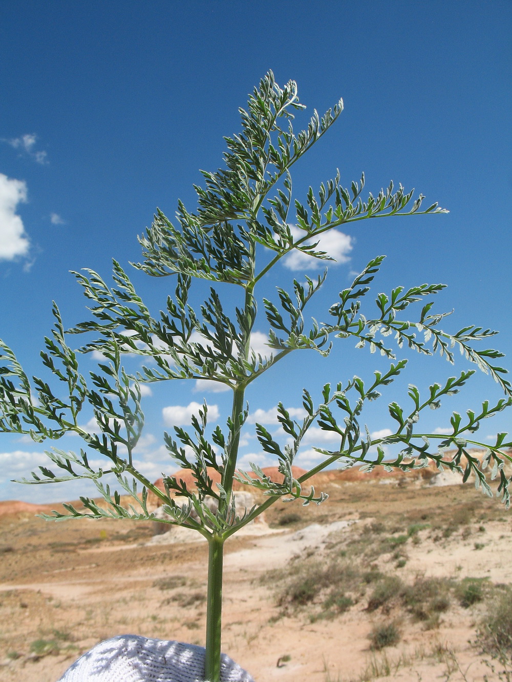 Image of Ferula krylovii specimen.
