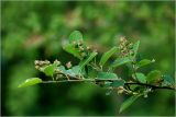 View full-size image Amelanchier spicata