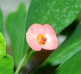 Euphorbia milii. Цветок. Вологодская обл., г. Вологда, ботанический сад Botanika, в культуре. Май 2026 г.