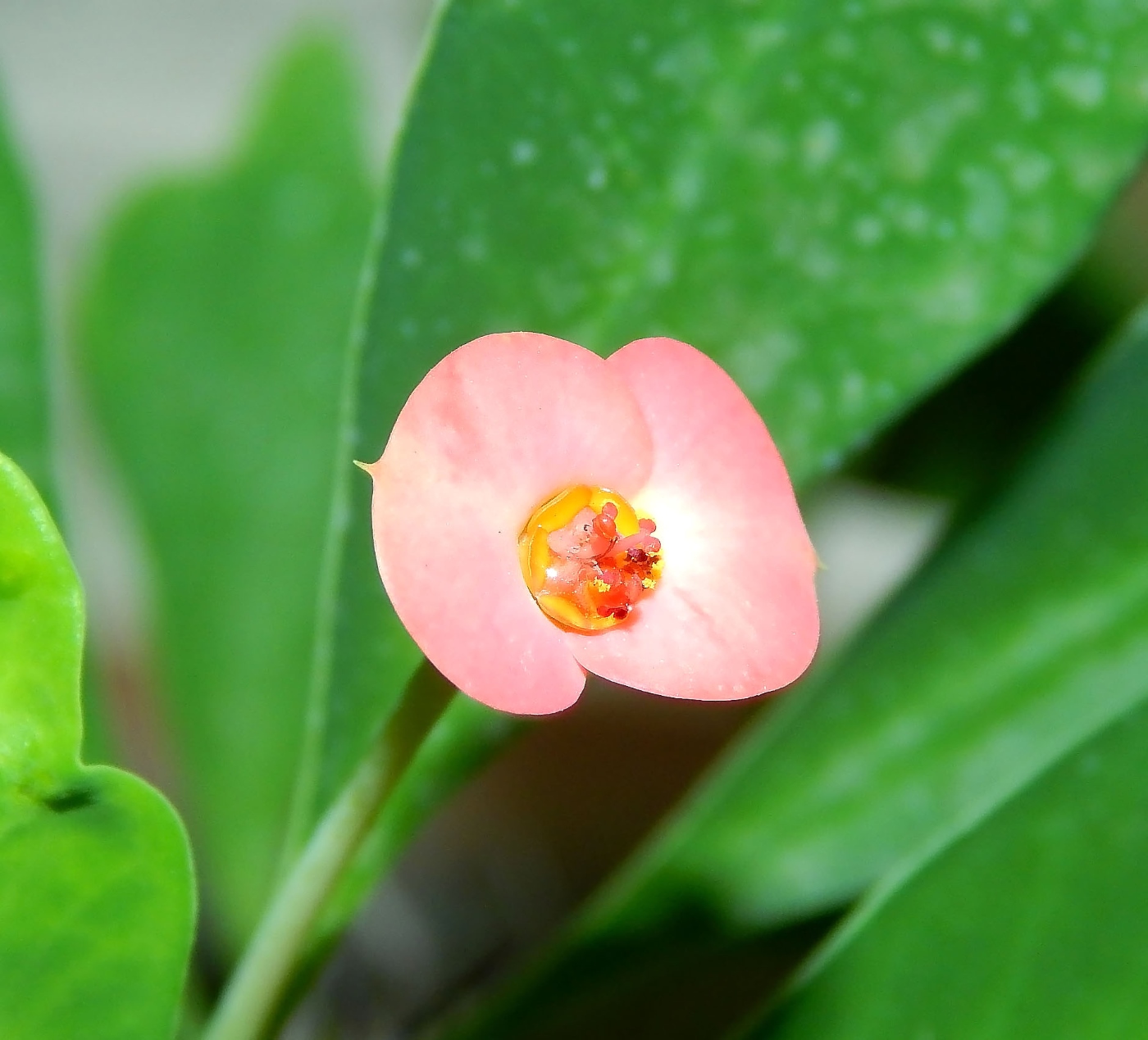 Image of Euphorbia milii specimen.