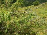 genus Juniperus
