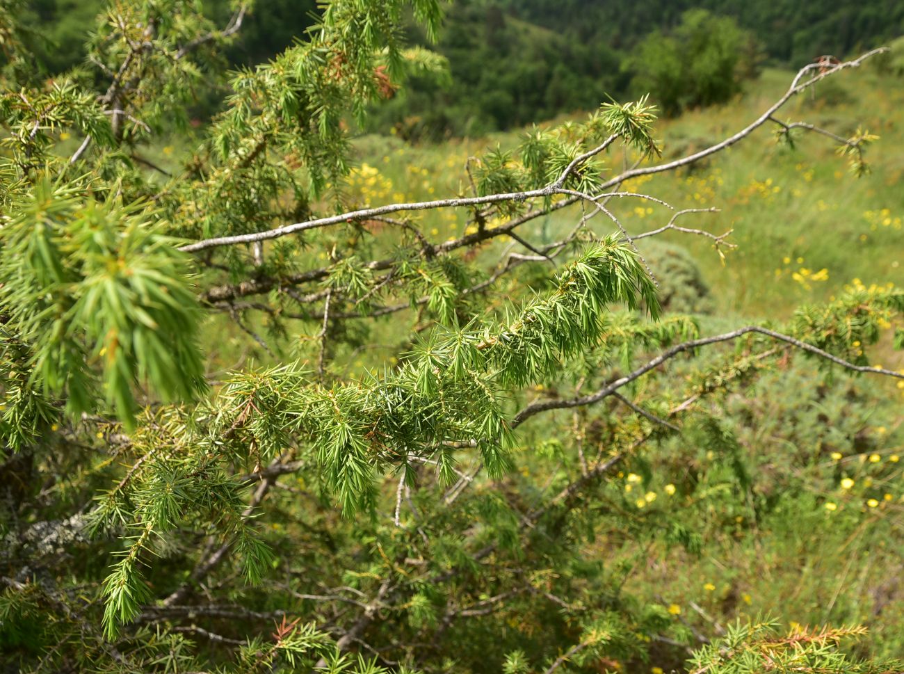 Изображение особи род Juniperus.