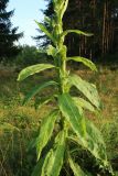 genus Verbascum