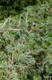 Vachellia karroo. Листья и шипы. ЮАР, пров. Гаутенг, пригород Киблер Парк (Kibler Park), природный запов. \"Клиприверсберг\" (Klipriviersberg Nature Reserve), саванна, экотропа Киперсол (Kiepersol Trail). 20.01.2025.