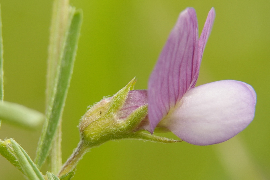 Изображение особи Vicia peregrina.