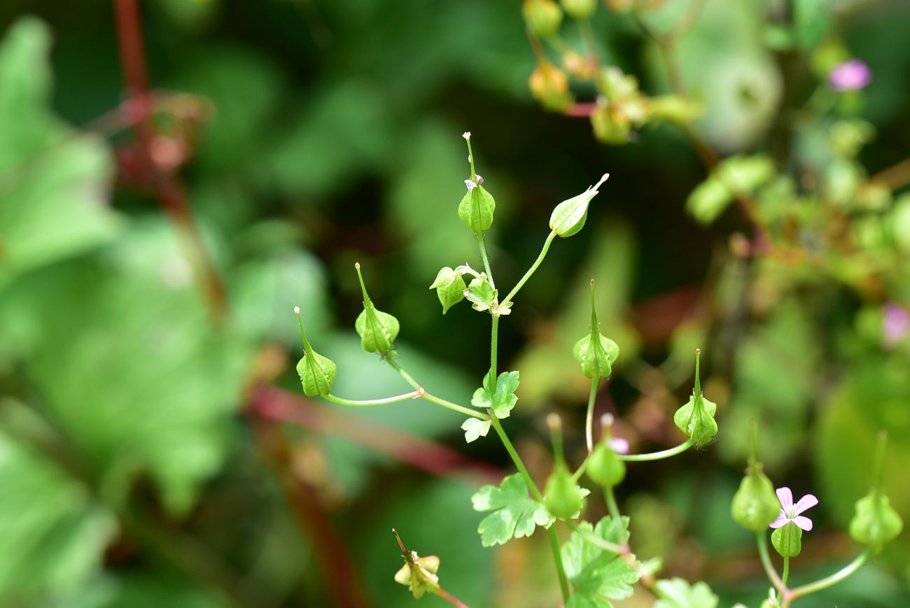 Image of Geranium lucidum specimen.