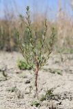 Lythrum thymifolia